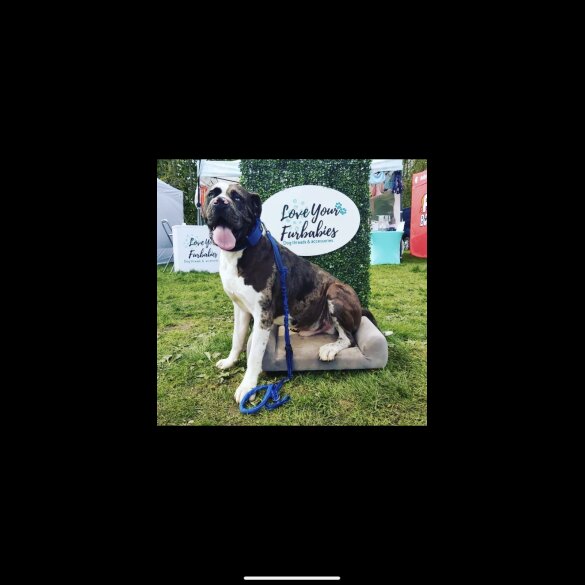 Great Dane - Both