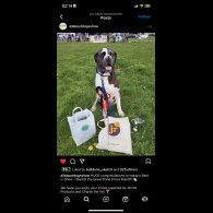 Great Dane - Both