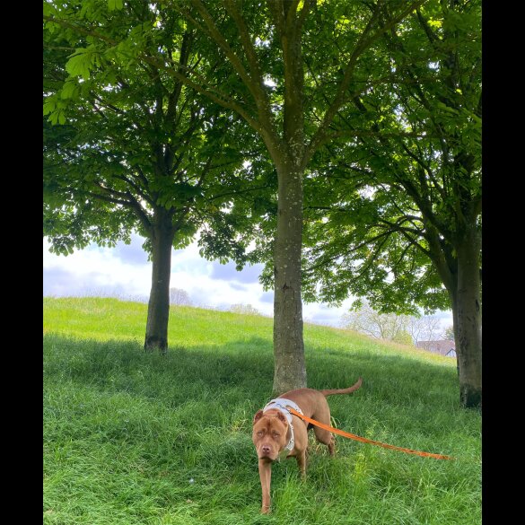Great Dane - Both