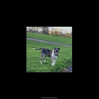 Great Dane - Both
