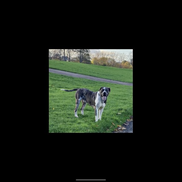 Great Dane - Both