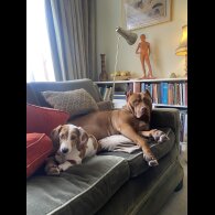 Great Dane - Both