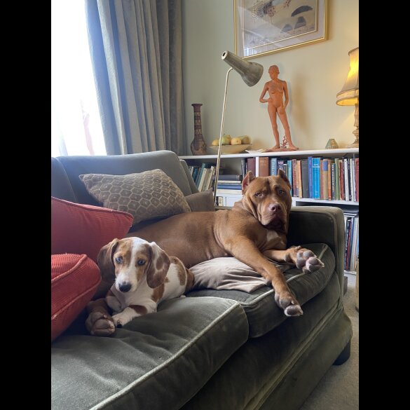 Great Dane - Both