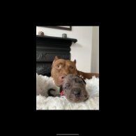 Great Dane - Both