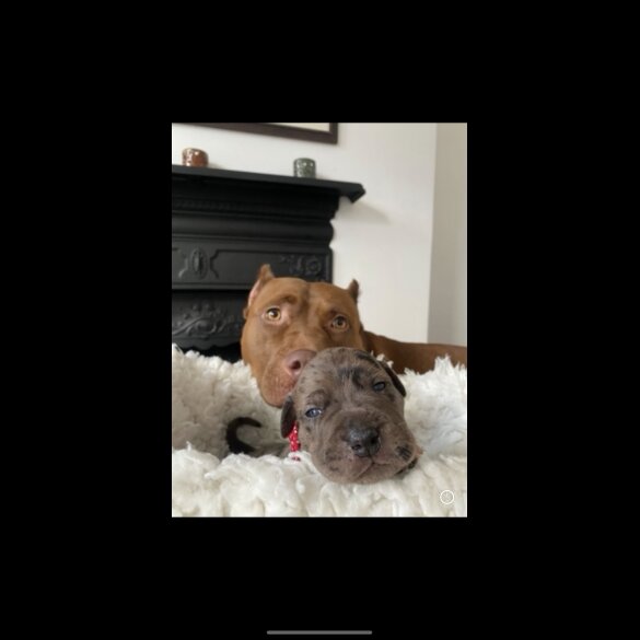 Great Dane - Both