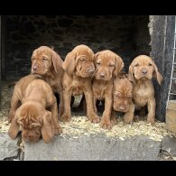 Hungarian Vizsla - Both