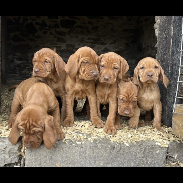 Hungarian Vizsla - Both