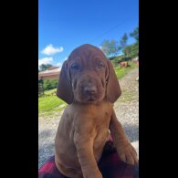 Hungarian Vizsla - Both