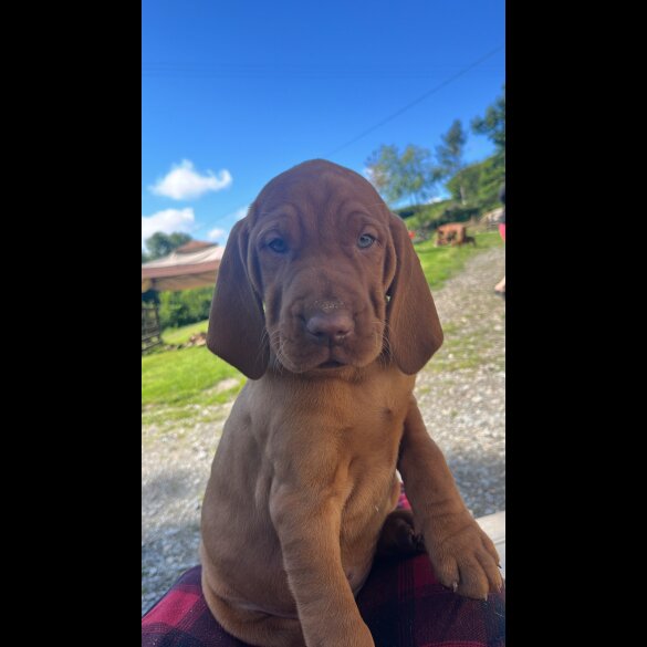 Hungarian Vizsla - Both