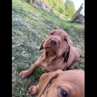 Hungarian Vizsla - Both