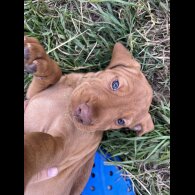 Hungarian Vizsla - Both