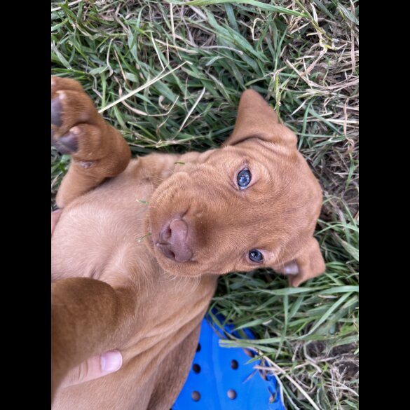 Hungarian Vizsla - Both