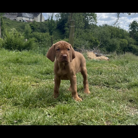 Hungarian Vizsla - Both