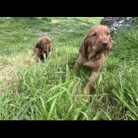 Hungarian Vizsla - Both