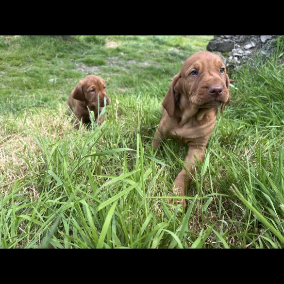 Hungarian Vizsla - Both