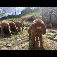 Hungarian Vizsla - Both