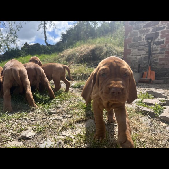 Hungarian Vizsla - Both