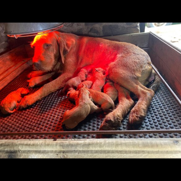 Hungarian Vizsla - Both