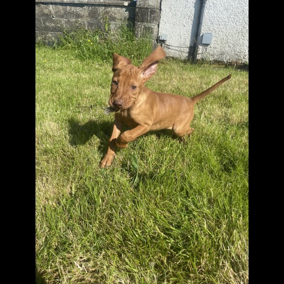Hungarian Vizsla - Both