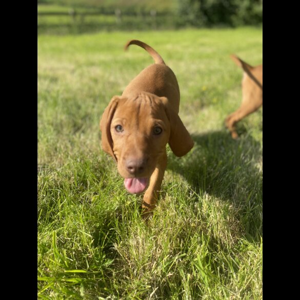 Hungarian Vizsla - Both