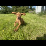 Hungarian Vizsla - Both