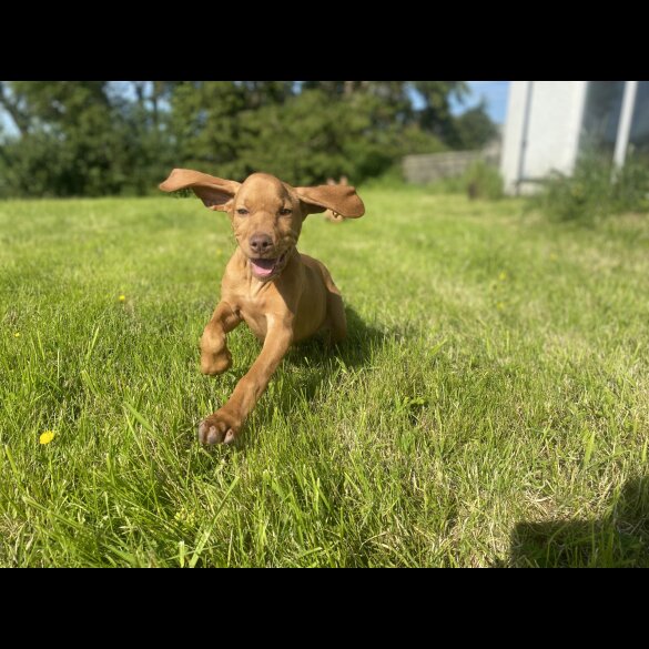 Hungarian Vizsla - Both