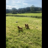 Hungarian Vizsla - Both
