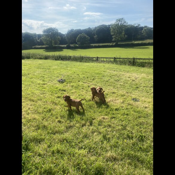 Hungarian Vizsla - Both