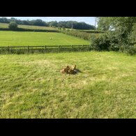 Hungarian Vizsla - Both