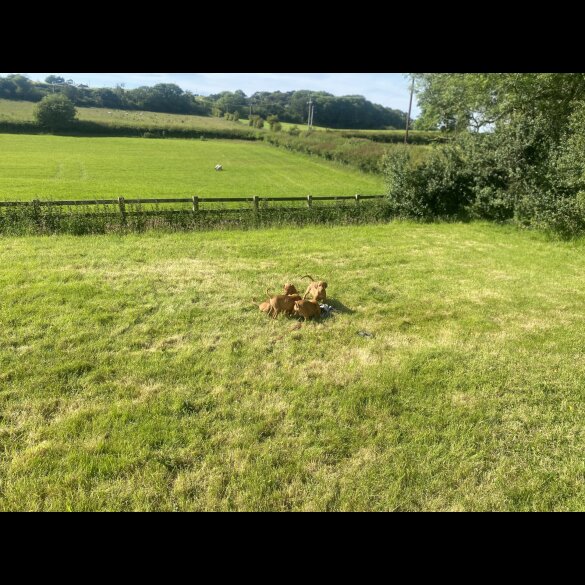 Hungarian Vizsla - Both