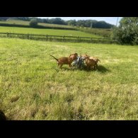 Hungarian Vizsla - Both