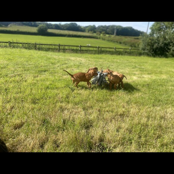 Hungarian Vizsla - Both