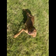Hungarian Vizsla - Both
