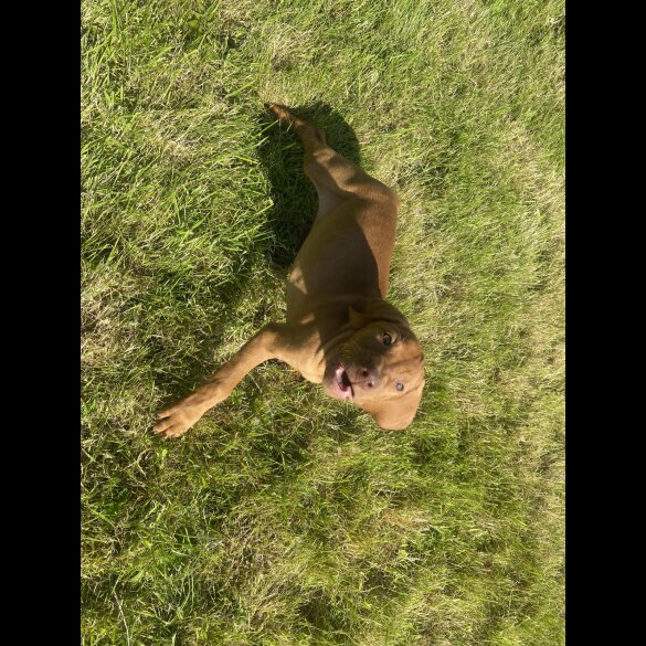 Hungarian Vizsla - Both