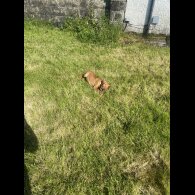 Hungarian Vizsla - Both
