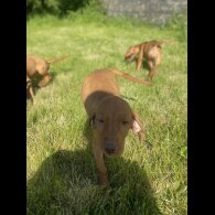 Hungarian Vizsla - Both
