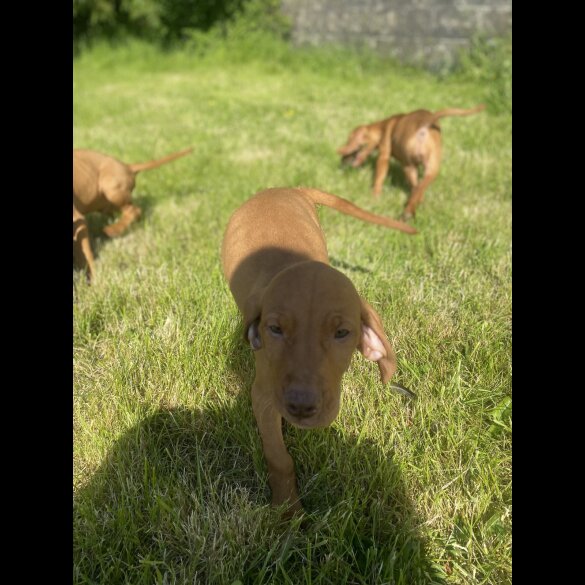 Hungarian Vizsla - Both