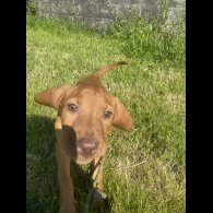 Hungarian Vizsla - Both