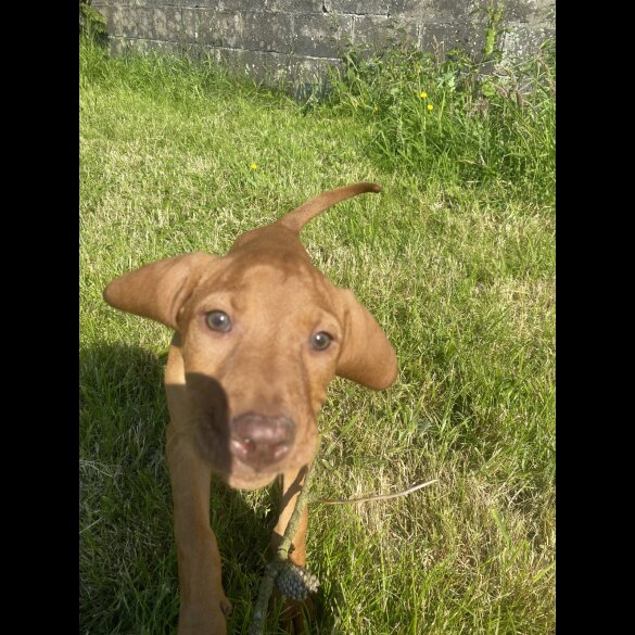 Hungarian Vizsla - Both