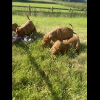 Hungarian Vizsla - Both