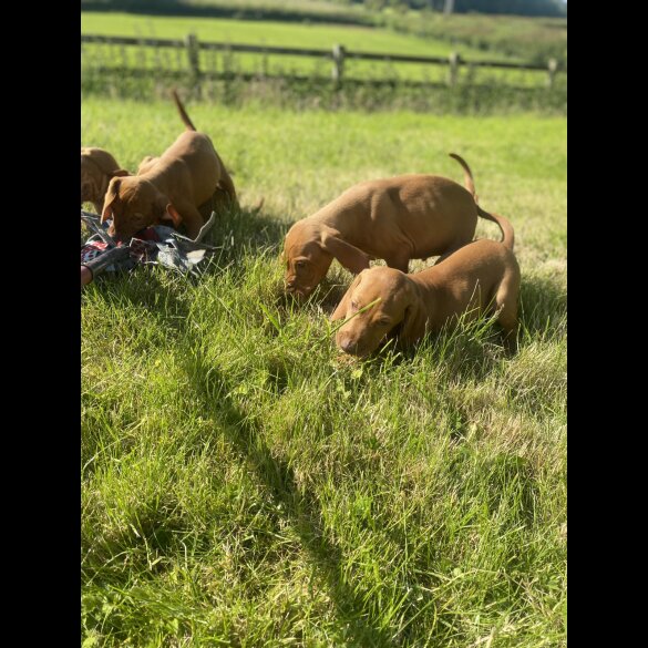 Hungarian Vizsla - Both