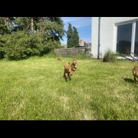 Hungarian Vizsla - Both