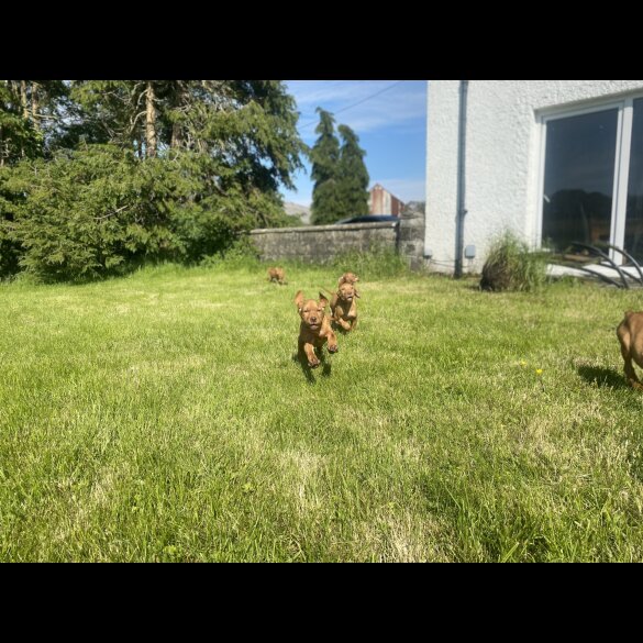 Hungarian Vizsla - Both