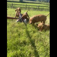 Hungarian Vizsla - Both