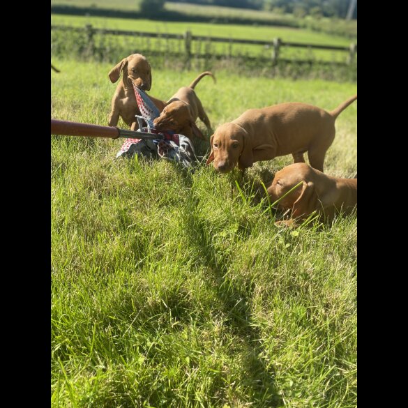 Hungarian Vizsla - Both