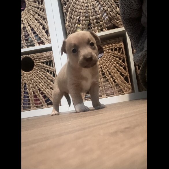 Jack Russell - Both