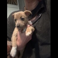 Jack Russell - Both