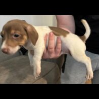 Jack Russell - Both