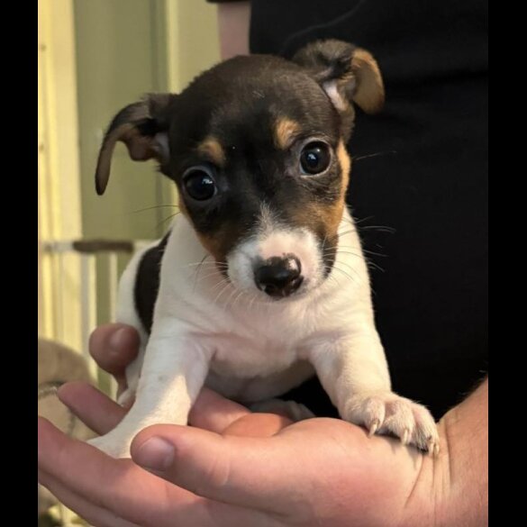 Jack Russell - Both