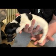 Jack Russell - Both